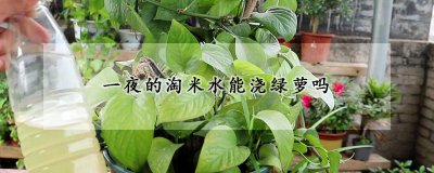 绿萝可以用一夜的淘米水浇灌吗 淘米水如何发酵