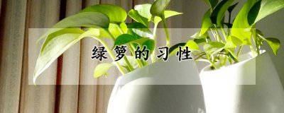 绿箩的生长习性 绿箩怎么养殖
