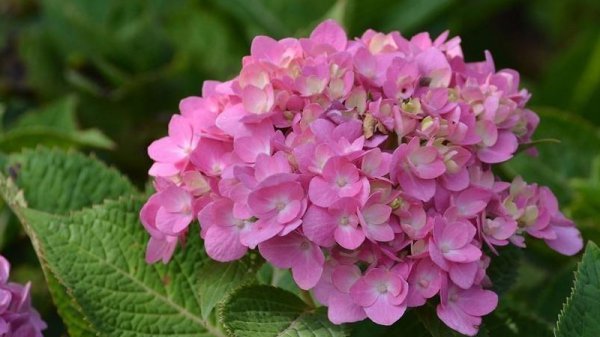 地栽绣球花怎么养殖