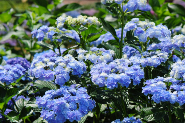 地栽绣球花怎么养殖