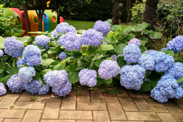 地栽绣球花怎么养殖