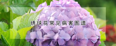 绣球花有哪些常见病害 绣球花常见病害有哪些？