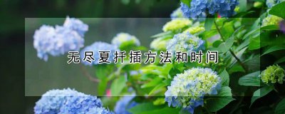 无尽夏什么时候扦插 无尽夏适合何时扦插