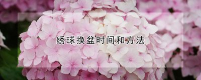 绣球什么时候换盆 绣球移栽换盆方法介绍