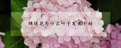 绣球花叶子发黄干枯的原因 绣球花叶子变黄枯萎的可能原因