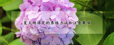 绣球花夏天如何养殖 夏季如何种植绣球花