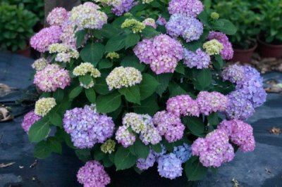 绣球花最经典的30个品种 30种最经典的绣球花品种