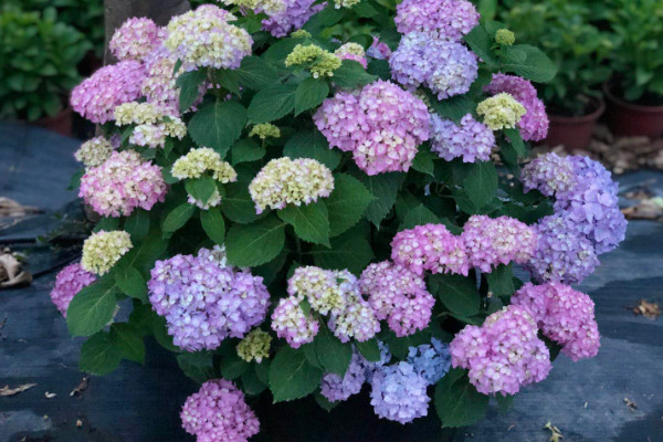 绣球花最经典的30个品种