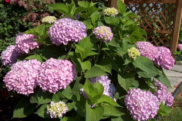 绣球花最经典的30个品种