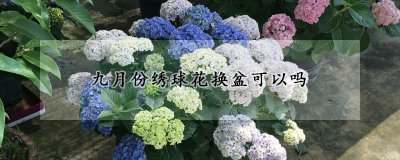 绣球花九月份能换盆吗 绣球花怎么换盆