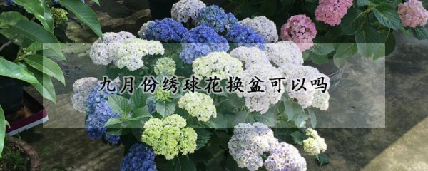绣球花九月份能换盆吗
