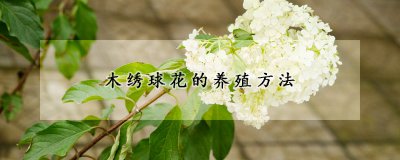 木绣球花如何养殖 木绣球花的养殖方法