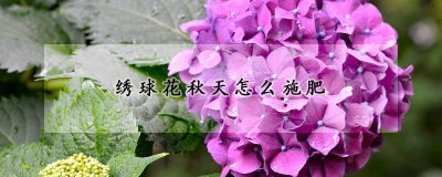 绣球花秋天如何施肥 绣球花平时的施肥方法