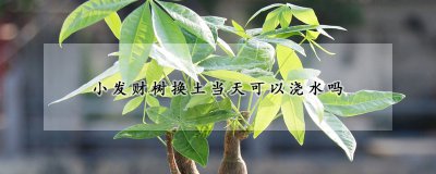 小发财树换土当天能不能浇水 小发财树的盆土要求