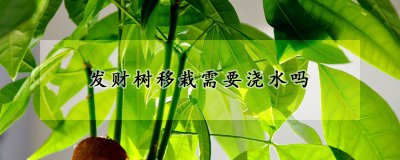 发财树移栽可以浇水吗 发财树的栽培方法
