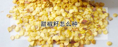 甜椒籽怎么种 如何种椒籽？

栽种甜椒籽的方法
