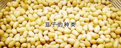 豆子的种类 豆种的分类