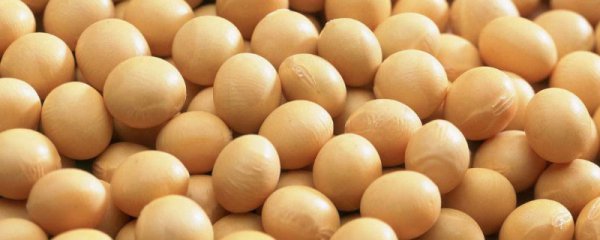 大豆和黄豆有什么区别