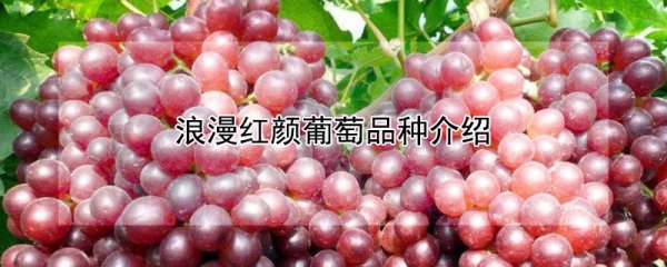 浪漫红颜葡萄是什么品种