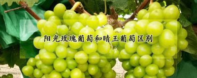 阳光玫瑰和晴王有什么区别 比较阳光玫瑰和晴王的不同