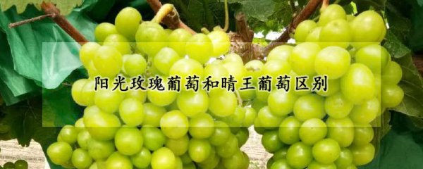 阳光玫瑰和晴王有什么区别