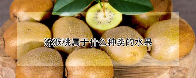 猕猴桃是什么种类的水果 猕猴桃属于哪种类的水果？