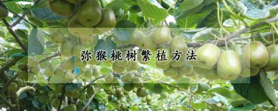 弥猴桃树怎么繁殖 弥猴桃树如何繁殖？