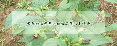 西红柿是不是草本植物 西红柿的生长习性