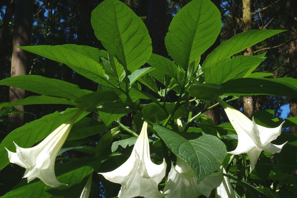 番茄嫁接最好砧木品种