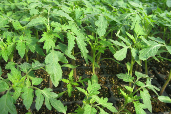 番茄嫁接最好砧木品种