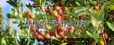 杨梅的花长什么样子 杨梅的花是怎样的？
