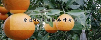 爱媛46号柑橘是什么品种 爱媛46号柑橘的特点