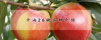 中油26桃是什么品种 油桃的生长特性
