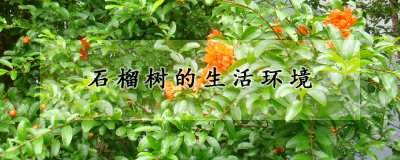 石榴树的生长环境 石榴树的生长条件
石榴树适宜的生长环境