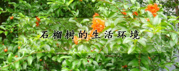 石榴树的生长环境