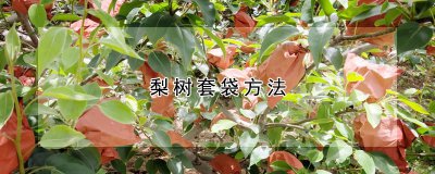 梨树套袋方法 梨树包装技术