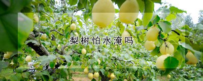 梨树怕不怕水淹 梨树耐寒吗