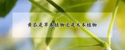 黄瓜是草本植物吗 黄瓜的生长习性