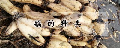 藕的种类 不同种类的莲藕
多种类型的莲藕
