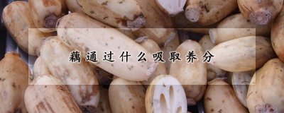 藕吸（S-Y）分的途径 藕什么时候采收