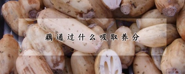 藕吸（S-Y）分的途径