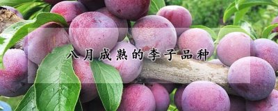 八月成熟的李子种类 八月成熟的梨果品种