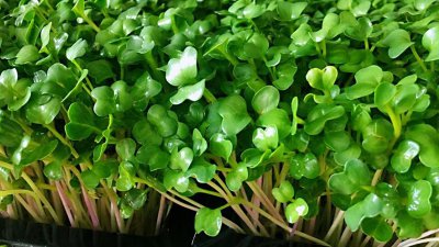 苗菜是哪种蔬菜 苗菜有哪些品种