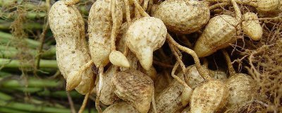 花生什么时候收获 花生何时可以采摘？