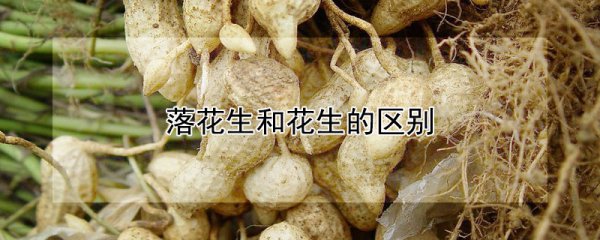 落花生和花生有哪些不同