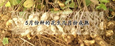 5月份种的花生什么时候成熟 花生的生长过程