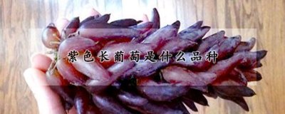 紫色长葡萄品种介绍 紫葡萄的特点