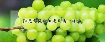 阳光青提和阳光玫瑰是一种 阳光青提和阳光玫瑰的特性区别