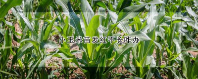 小玉米苗发红不长如何处理 小玉米苗变红停止生长怎么办？
