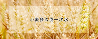 小麦多长时间浇一次水 小麦越冬水怎么浇